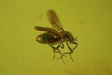 Detailed Fossil Fly (Diptera) & Butterfly Larva In Baltic Amber #50640-3